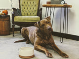 dog bowl